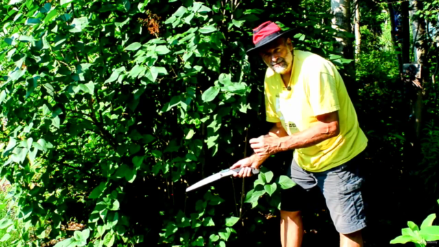 Pruning Trees and Shrubs - Everything you need to know – Screenshot 4