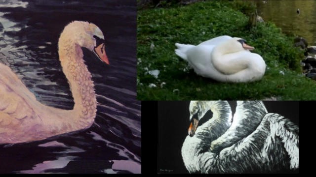 Swan in Watercolour – Screenshot 3