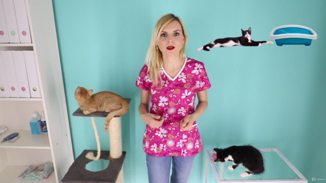 New Cat Owner's Guide – Screenshot 2