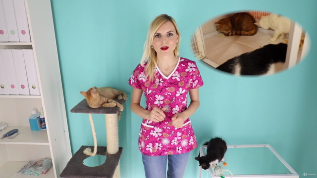 New Cat Owner's Guide – Screenshot 3
