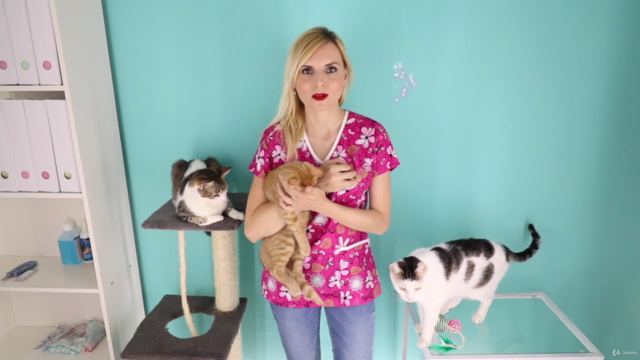 New Cat Owner's Guide – Screenshot 4
