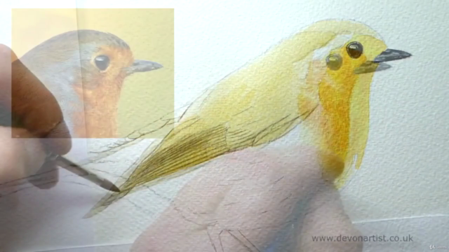 How to Paint a Realistic Robin Bird in Watercolour – Screenshot 2