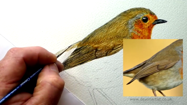 How to Paint a Realistic Robin Bird in Watercolour – Screenshot 3