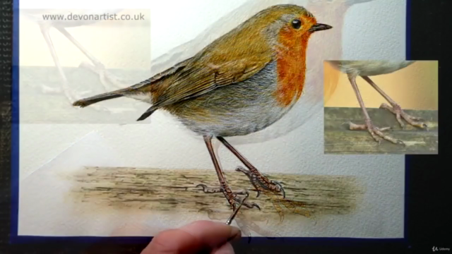 How to Paint a Realistic Robin Bird in Watercolour – Screenshot 4