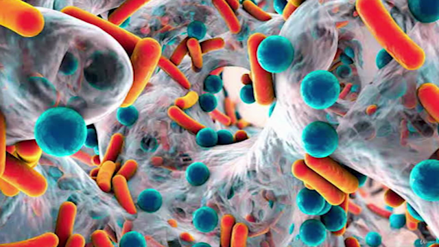 Microbiota Intestinal Y Permeabilidad Intestinal – Screenshot 2