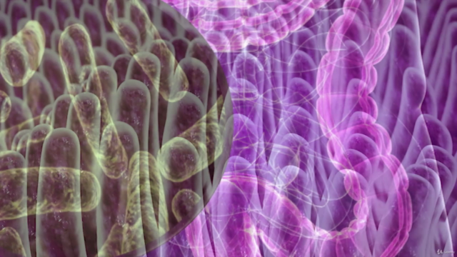 Microbiota Intestinal Y Permeabilidad Intestinal – Screenshot 4