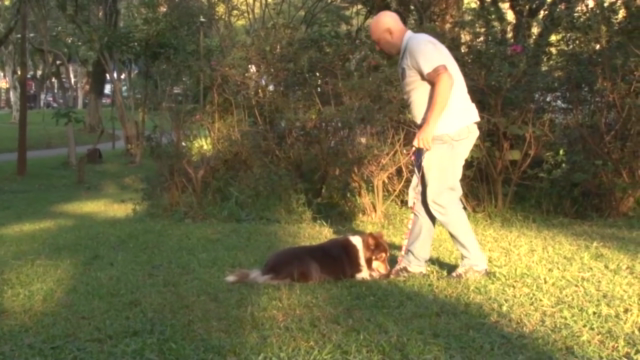Dog Walker Profissional -Ganhe Dinheiro Passeando Com Cães – Screenshot 2