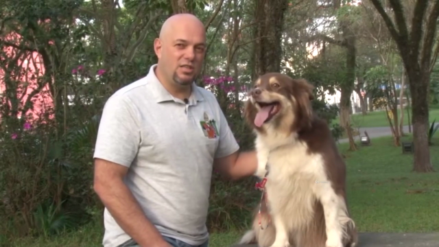 Dog Walker Profissional -Ganhe Dinheiro Passeando Com Cães – Screenshot 3