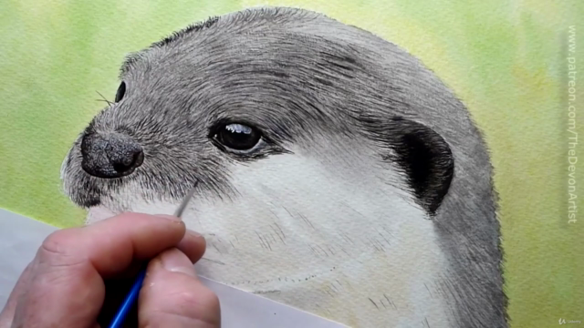 How To Paint a Realistic Otter In Watercolour, Step by Step – Screenshot 2