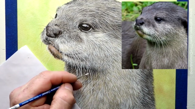 How To Paint a Realistic Otter In Watercolour, Step by Step – Screenshot 4