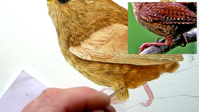 Watercolour Bird Painting - How To Paint a Realistic Wren – Screenshot 3