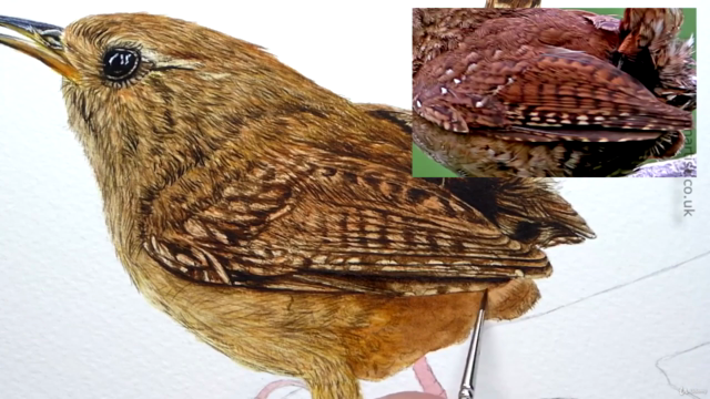 Watercolour Bird Painting - How To Paint a Realistic Wren – Screenshot 4