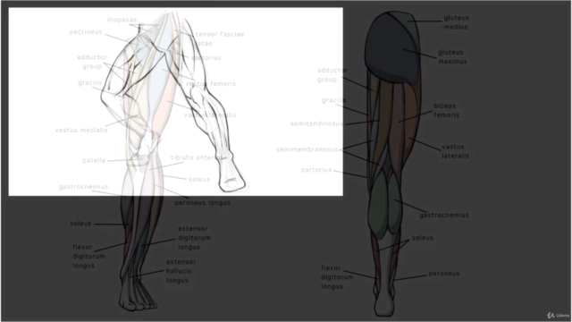 How to Draw Dynamic Anatomy - Step by Step - Screenshot_02