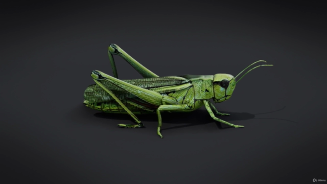 Blender 2.81 - Création d'insectes et araignées – Screenshot 4