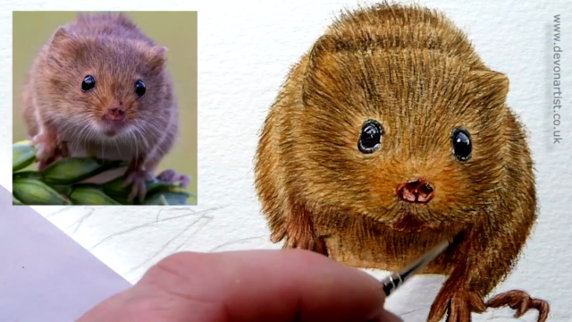 How To Paint in Watercolour a Realistic, Cute Harvest Mouse! – Screenshot 3