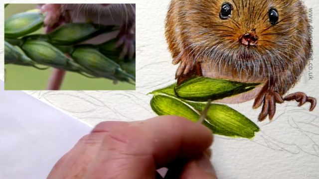 How To Paint in Watercolour a Realistic, Cute Harvest Mouse! – Screenshot 4