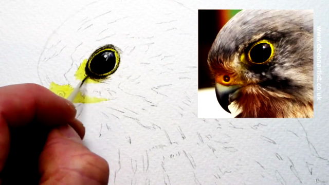 Watercolour Bird Painting Lesson, Paint a Realistic Kestrel! – Screenshot 2