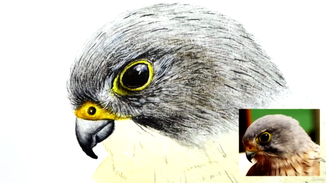 Watercolour Bird Painting Lesson, Paint a Realistic Kestrel! – Screenshot 3