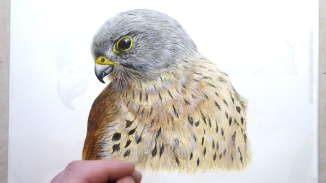 Watercolour Bird Painting Lesson, Paint a Realistic Kestrel! – Screenshot 4