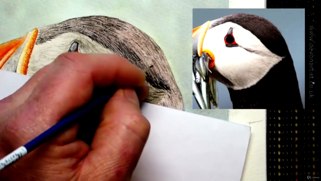Watercolor Painting - Paint a Puffin – Screenshot 3