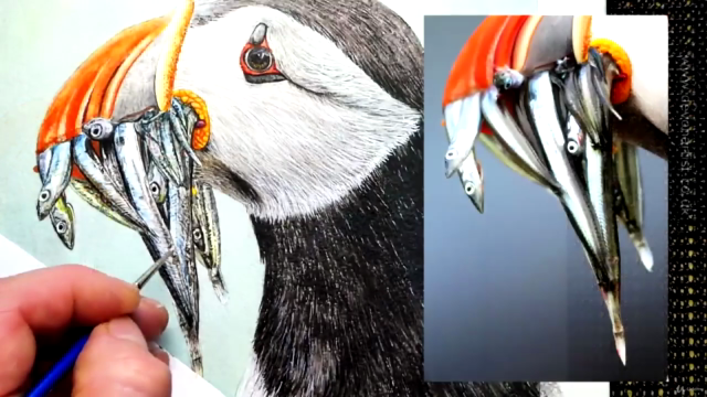 Watercolor Painting - Paint a Puffin – Screenshot 4