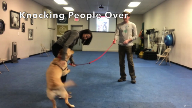 BKLN Manners™: Dog Training for Busy People – Screenshot 2