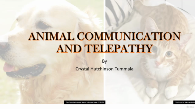 Pet Telepathy and Remote Viewing - Screenshot_01