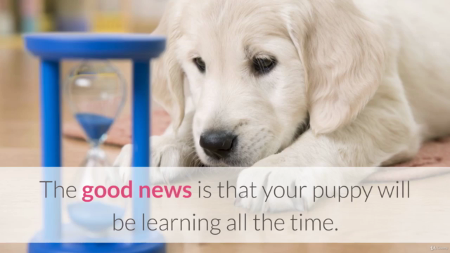 Before You Get Your Puppy – Prepare for Puppy Training – Screenshot 1