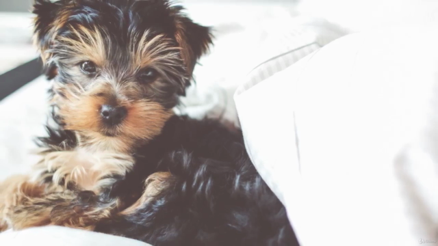 Before You Get Your Puppy – Prepare for Puppy Training – Screenshot 2