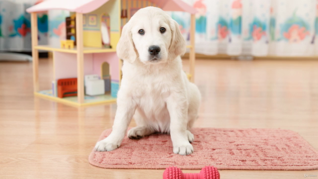 Before You Get Your Puppy – Prepare for Puppy Training – Screenshot 4