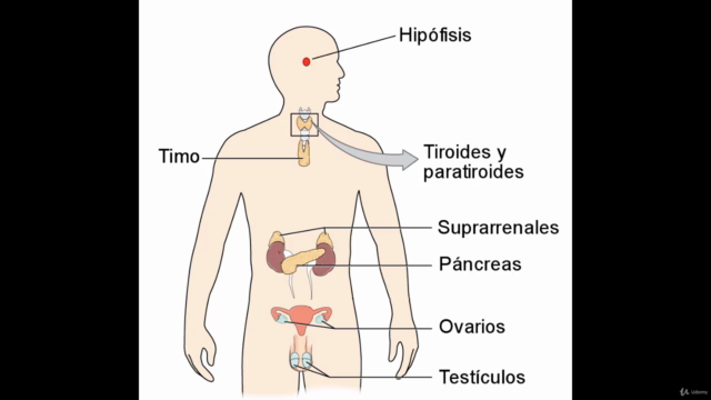 El Sistema Neuroendocrino – Screenshot 3