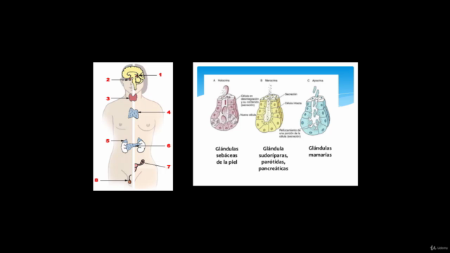 El Sistema Neuroendocrino – Screenshot 4
