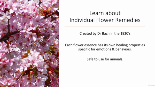 Healing Flower Essences and Crystals for Animals – Screenshot 2