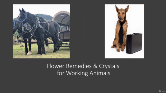 Healing Flower Essences and Crystals for Animals – Screenshot 4