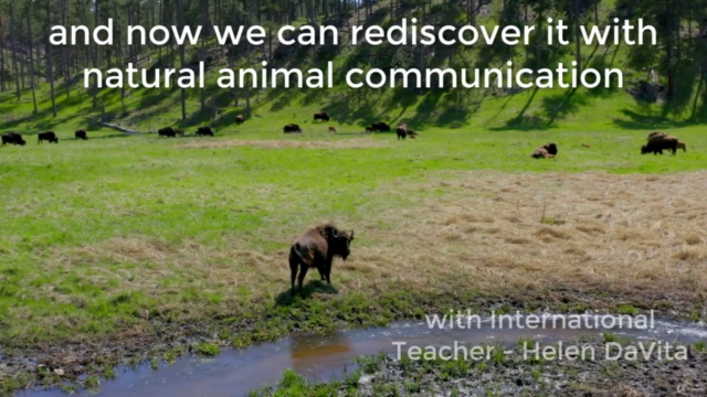 ANIMAL COMMUNICATION Mastery: Comprehensive And Accredited - Screenshot_04