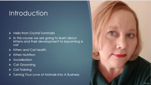 Understanding Cat Behavior and Pet Custody: Care, Wellness – Screenshot 2