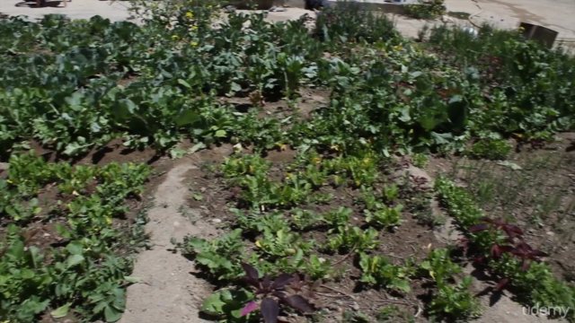 Bio-Organic Farming & Gardening: GROW Your Own FOOD – Screenshot 1