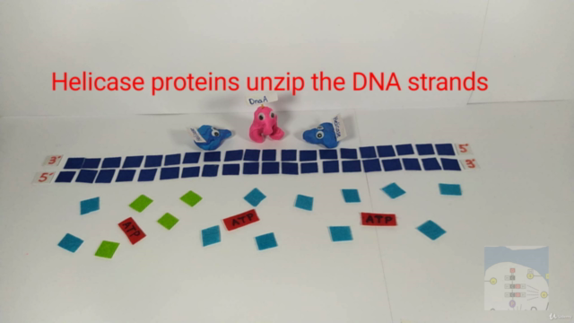 Genetics and Molecular Biology for Medical Students – Screenshot 2