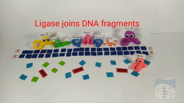 Genetics and Molecular Biology for Medical Students – Screenshot 4