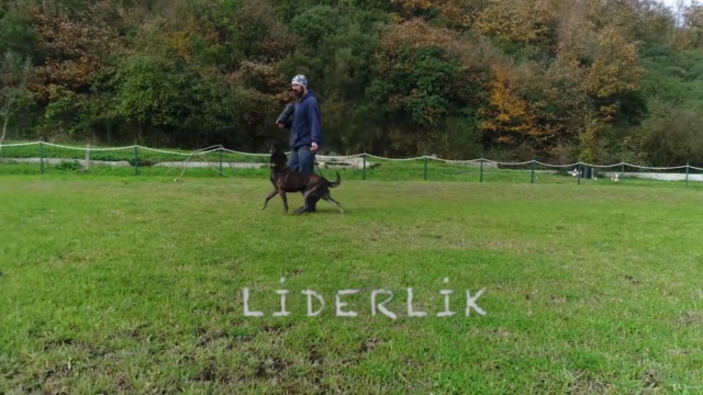 Köpek İtaat Eğitimlerinde Sezgisel Liderlik – Screenshot 1