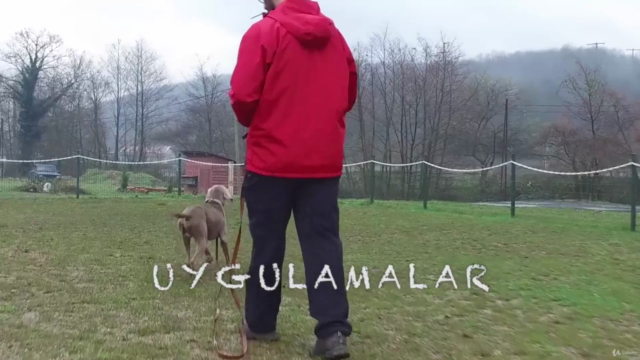 Köpek İtaat Eğitimlerinde Sezgisel Liderlik – Screenshot 3