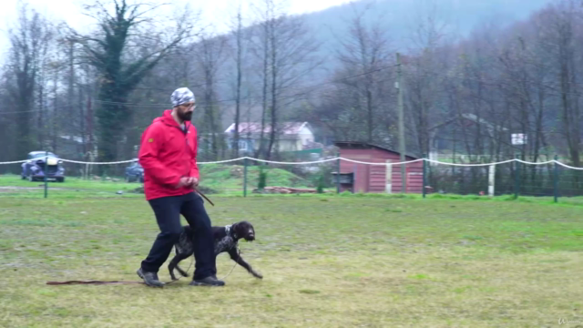 Köpek İtaat Eğitimlerinde Sezgisel Liderlik – Screenshot 4