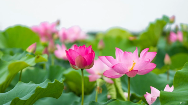 3-minute Vietnamese a Day – Screenshot 3