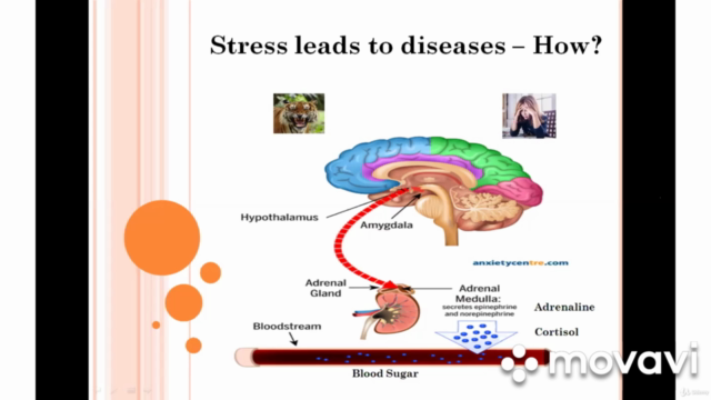 Comprehensive Stress Healing Course – Screenshot 1