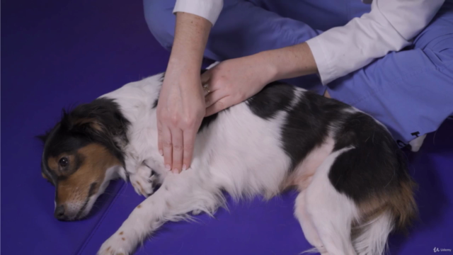 Introduction To Pet Acupressure Therapy – Screenshot 3