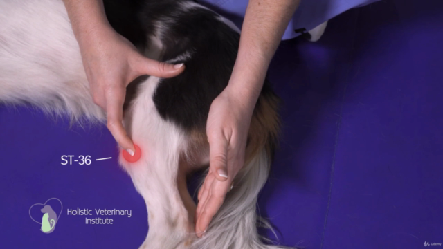 Introduction To Pet Acupressure Therapy – Screenshot 4
