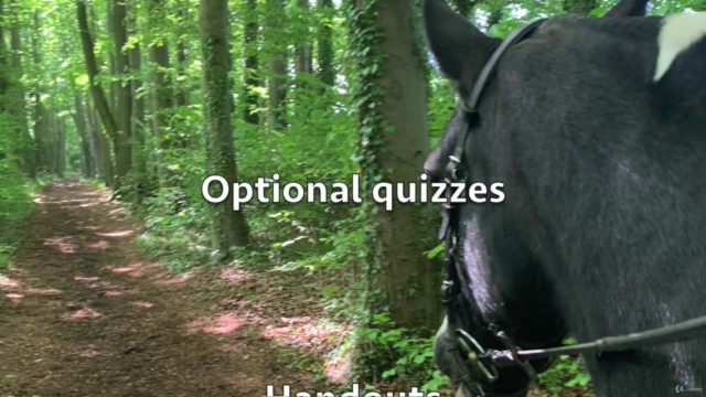 Energy Healing for Horses – Screenshot 4