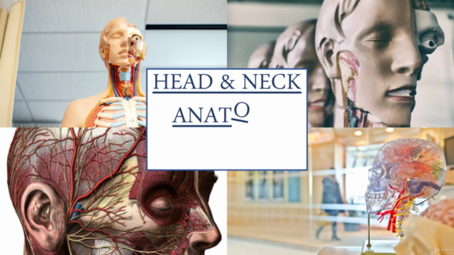 Human Anatomy : Arterial supply of Head and Neck – Screenshot 1