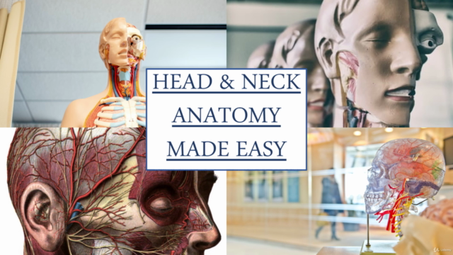 Human Anatomy : Arterial supply of Head and Neck – Screenshot 2