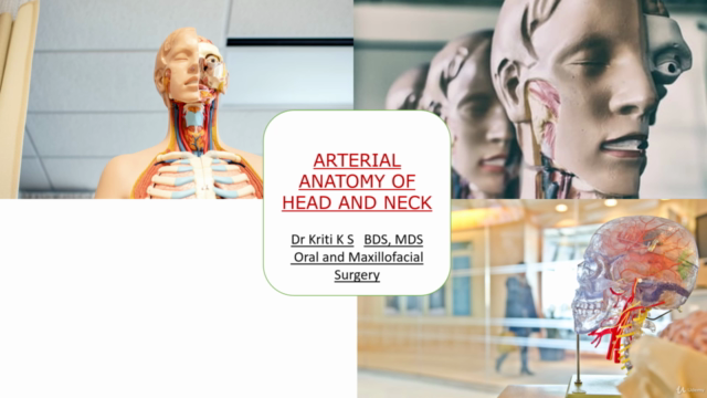 Human Anatomy : Arterial supply of Head and Neck – Screenshot 3